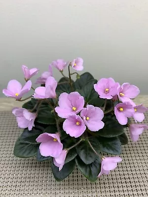 African Violet Plant  “Morgan’s Twilight Rose” Semiminiature • $8.99