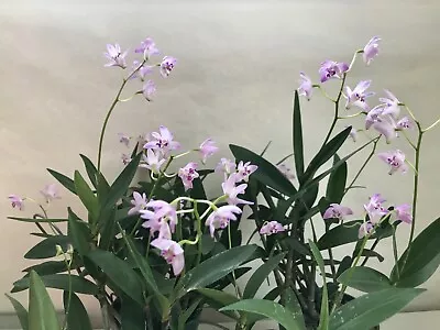 Dendrobium KINGIANUM Species FRAGRANT Miniature Flower Orchid. EASY To Grow • $9.99