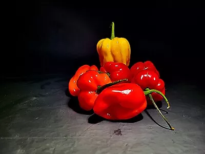 Pepper Seeds Red Habanero End Of Season Sale!  25 Seeds Free Shipping  • $1.35