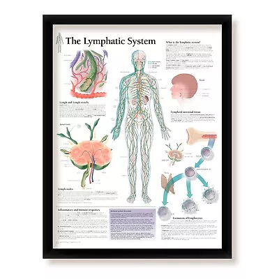 The Lymphatic System Framed Medical Education Poster 22x28 Wall Diagram • $65.99