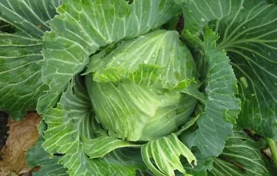Brunswick Cabbage Seeds NON-GMO Drumhead Sauerkraut FREE SHIPPING • $1.69