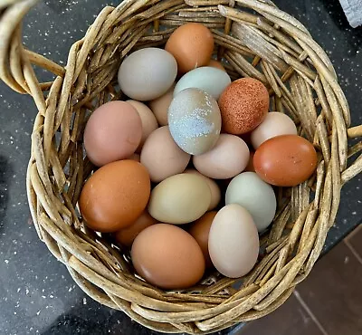 12+ Rainbow Hatching Eggs Ayam Cemani Marans Olive And Easter Egger Legbar  • $29.99