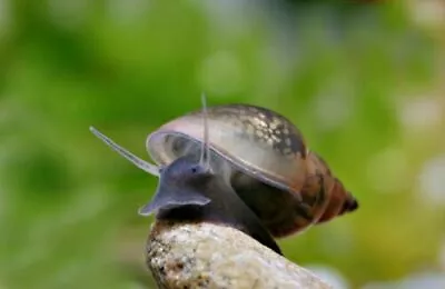 50+ Live Bladder Snails Feed For Your Loaches Crayfish Turtles • $24.98