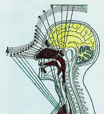 Vocalist Training Tenor Singing Voice High Notes Lesson • $11.99