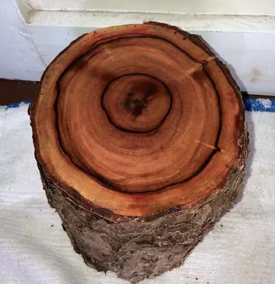 One Hawaiian Milo Wood Log~ 6 1/2  X 6 1/2  ~ Bowl Turning (#85) • $33