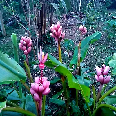 Pink Dwarf Banana Tree Fruit Plant Seeds (Musa Velutina) Rare Fast Hardy-Zone 7b • $99.95