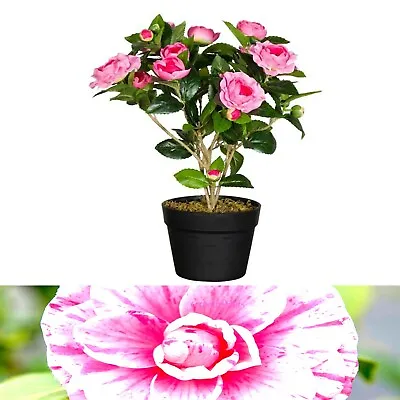 Camellia Japonica Plant 'Bonomiana' Evergreen Shrub 50-60 Cm Height • £27.99