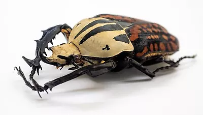 Beetle - Cetoniidae - Mecynorrhina Oberthuri Decorata (m)   Tanzania (MOD 62)  • $48.98
