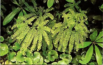 Wildflowers Of The Mountains Maiden Hair Ferns Vintage Landscape Postcard • $4.75