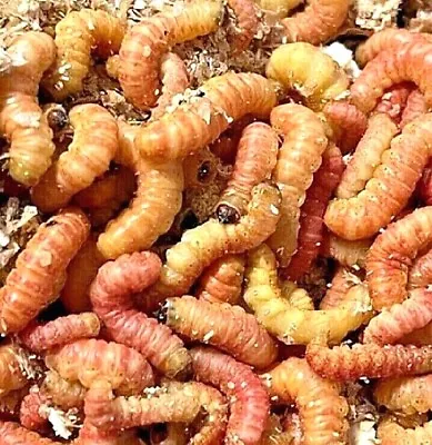 Live Butter Worms Trout Bait & Pet Reptile JUMBO Butterworm Living Pets Food • $23.89