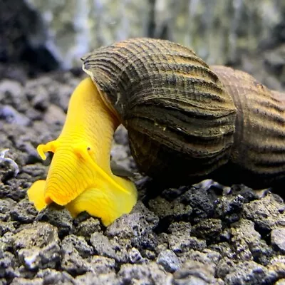 Orange Giant Rabbit Snail X2 (Tylomelania Gemmifera 'Orange') - Elephant Snail • $19.99