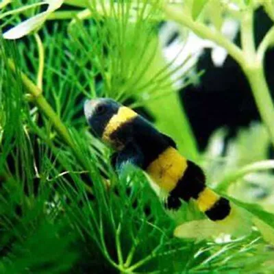 Bee Goby • $5.99
