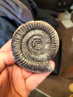  DACTYLIOCERAS Sp AMMONITE WHITBY YORKSHIRE UK DINOSAUR FOSSIL • $13.66