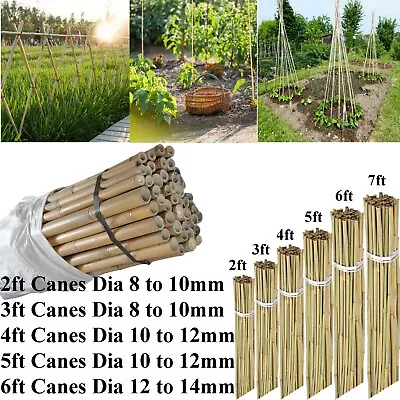 2ft-7ft Large Bamboo Canes Strong Heavy Duty Thick Pole Plants Garden Supported • £4.49