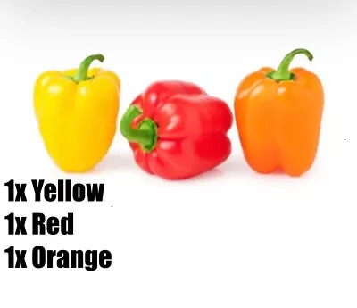 3x SWEET BELL PEPPER Plug Plants. 1xRED 1xORANGE 1xYELLOW. • £8.99