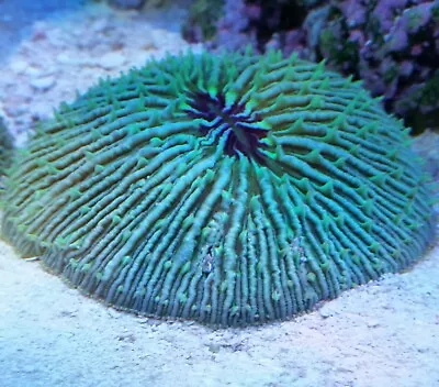 Live Coral Robbie's Coral Aquacultured Ultra Green Plate Coral 2 -21/2  • $24.99