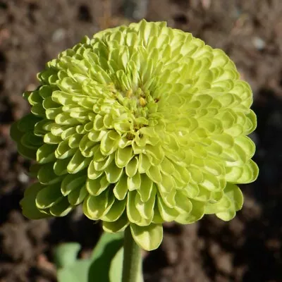 Zinnia ENVY Elegans Lime Green Flowers RARE Butterflies Love!  Non-GMO 100 Seeds • $3.98