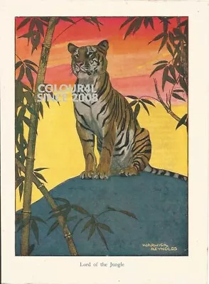 Colour Lord Of The Jungle Tiger Warwick Reynolds 1947 Art  Illustration Print • £35