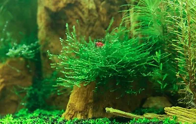 £2.79 • Buy 10g - 100g Java Moss Carpeting Live Aquatic Aquarium Plant UK. ROOT TABS & Mesh