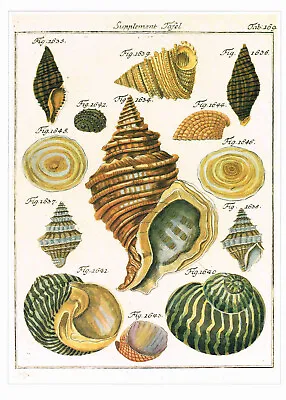 Shells From The Cook Voyages Vintage 1991 Shell Print G. Vogel Picture CNHPS#31 • $4.96