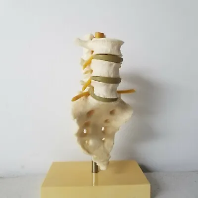 VINTAGE GEIGY MEDICAL MODEL ON STAND BACK BONE TAIL BONE SPINE 1 Part  • $39.95