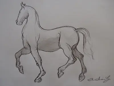 Original Pencil Drawing Sketch Of An Ecorche Anatomical Sculpture Of A Horse • £29.99