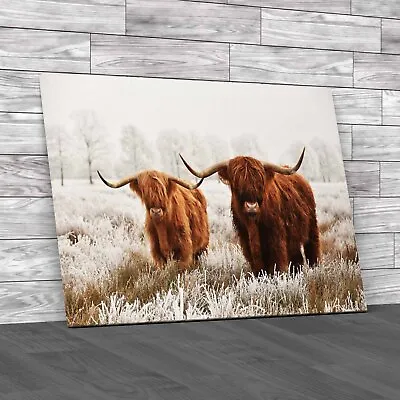 Hairy Scottish Highland Cows Discover The Canvas Print Large Picture Wall Art • £14.95