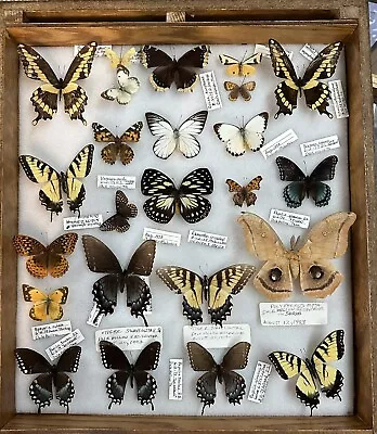 RARE Huge Butterfly Moth COLLECTION Cabinet 1970s-1990s RARE Uganda Malaysia USA • $575.55