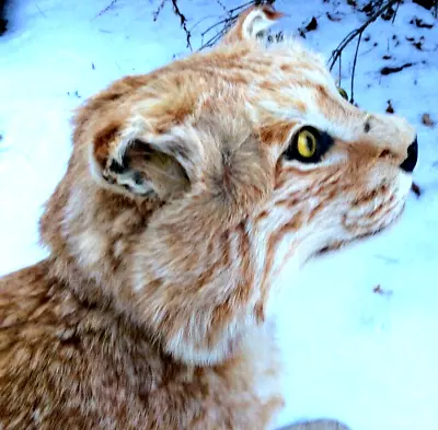 Curious Oddity Adult Bobcat Taxidermy Mount (Lynx Rufus) Game Trophy • $649.99