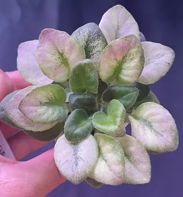 African Violet Plant-  Rob's Scrumptious  ACTUAL PLANT (Semiminiature) • $11