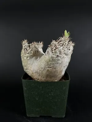 Pachypodium Eburneum - E Cactus Cacti Succulent Real Live Plant • $600