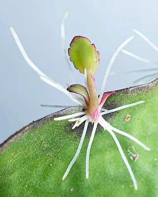 Kalanchoe Pinnata Miracle Leaf Air Plant Goethe Plant: 10 Ready-to-go Plantlets • £12.99