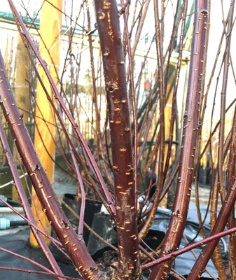 Prunus Serrula Single Stem Bare Root Flowering Cherry Tree 120-150cm Plant • £28.99