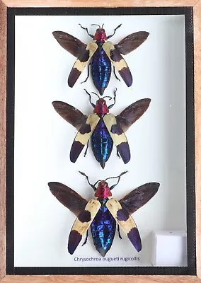 Real 3 Chrysochroa Duqueti Rugicollis Insect Taxidermy Display In Wooden Box • $25.99