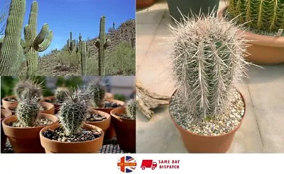 Saguaro Giant Cactus (Carnegiea Gigantea) | 20+ Fresh Seeds | Same Day Dispatch • £3.99