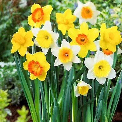 1-20KG Mix Daffodil Narcissus Garden Bulb Spring Flowering Tazetta Wisley Minnow • £10.99