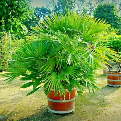Palm Tree Potting Soil Mediterranean & Tropical Plant Pot Fast Draining Compost • £7.99