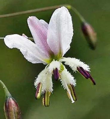 Arthropodium Milleflorum Pale Vanilla Lily 10 Seeds • $5.21