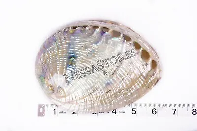 Green Abalone Sea Shell BOTH Side Polished Beach Craft 6  - 7  (1 Pc) #JC-67 • $23.75