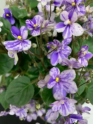 African Violet Plant  Carolina Bodacious Miniature Trailer • $9