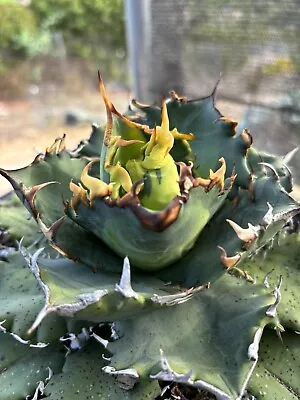 AGAVE Titanota Variegated ‘Solar Eclipse’ Large • $135