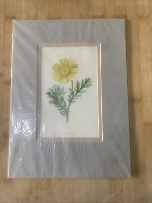 Edwardian Flower Print Of A Yellow Garland Daisy Unframed But Border • £9.90