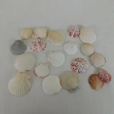 Lot Of 20 Scallop Seashells Ocean Beach Decor Aquarium Craft Pink Brown White • $10