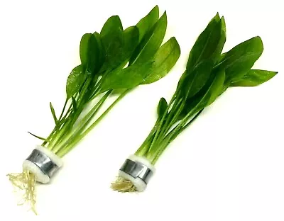 £7.49 • Buy 2x Amazon Sword Echinodorus Bleheri Bunches Live Aquarium Aquatic Plants