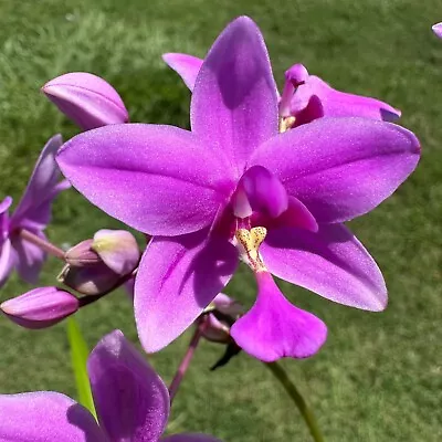 Spathoglottis Plicata Orchid (15-17cm) Auto Combine Postage • $11.99