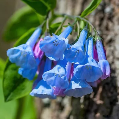 VAACNEE Virginia Bluebells Mertensia Virginica 100 Seeds • $12.25