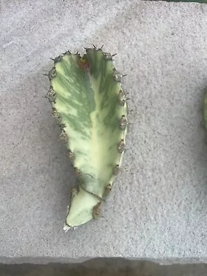 Cactus Cutting Rare Euphorbia Variegate Small Cutting • $30