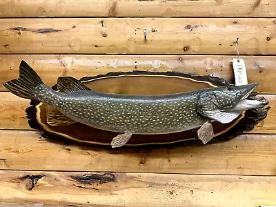 Huge Real Skin Mount Northern Pike Walleye Musky Fish Taxidermy FNP22 • $399