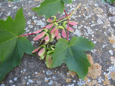 20 SYCAMORE MAPLE SEEDS - Acer Pseudoplatanus • $2.99