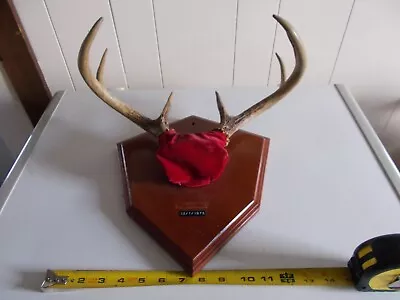 Mounted Deer Antlers Vintage 1975 Mounted 14 Inch Taxidermy Mahogany Plaque • $25